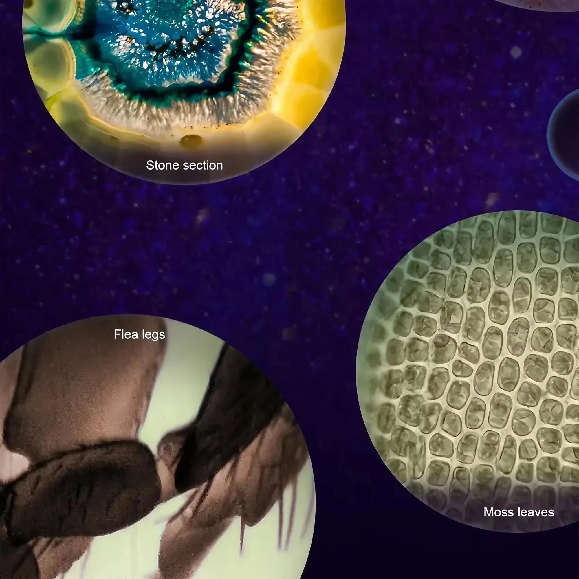 مجهر جيب صغير محمول بتكبير 60x - مراجعة Microscope Kids Science وسعره